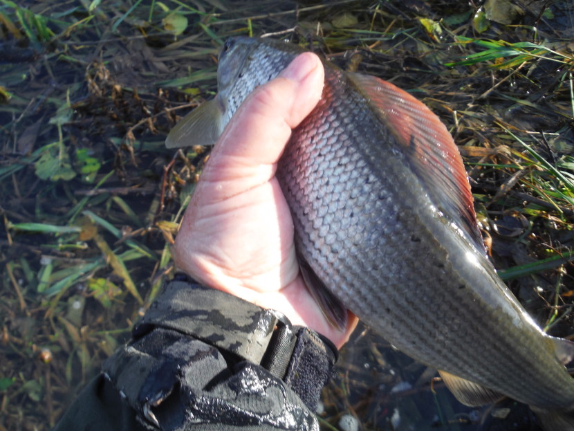 Lugg grayling